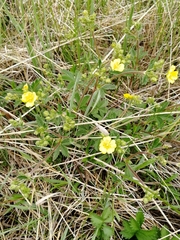 Potentilla chrysantha