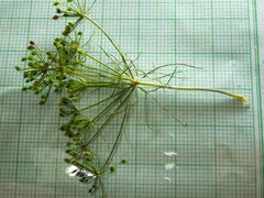 Ptilimnium capillaceum