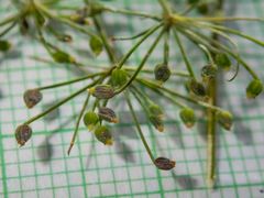 Ptilimnium capillaceum