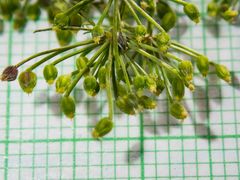 Ptilimnium capillaceum