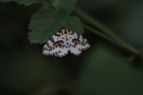Abraxas grossulariata