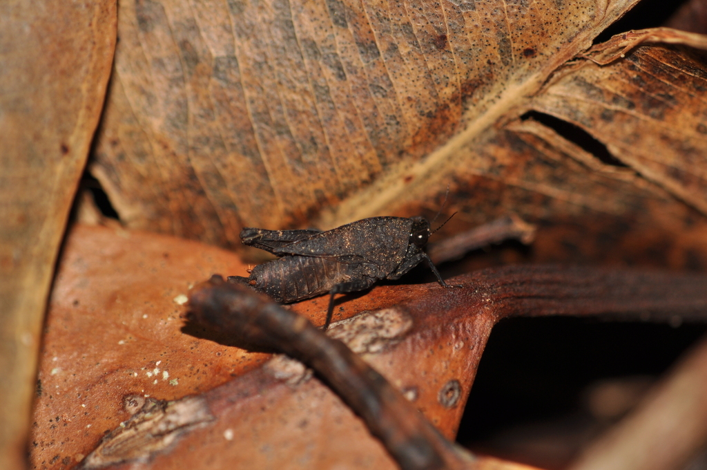 Thymochares crassipes