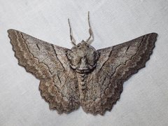 Hypobapta tachyhalotaria