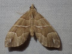 Chaetolopha leucophragma