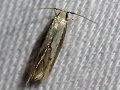 Opogona stenocraspeda
