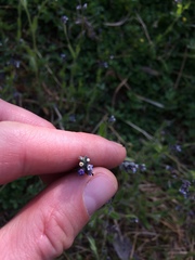 Myosotis discolor