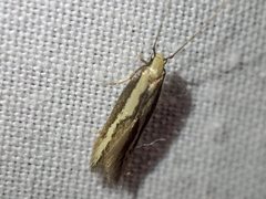 Opogona stenocraspeda