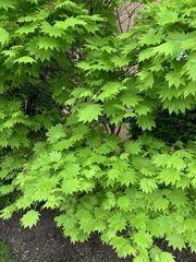Acer japonicum