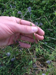 Myosotis discolor