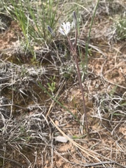 Androstephium breviflorum