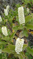 Escallonia pulverulenta