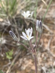 Androstephium breviflorum