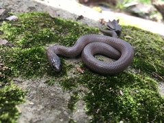 Virginia valeriae elegans