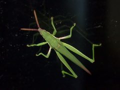 Atractomorpha australis