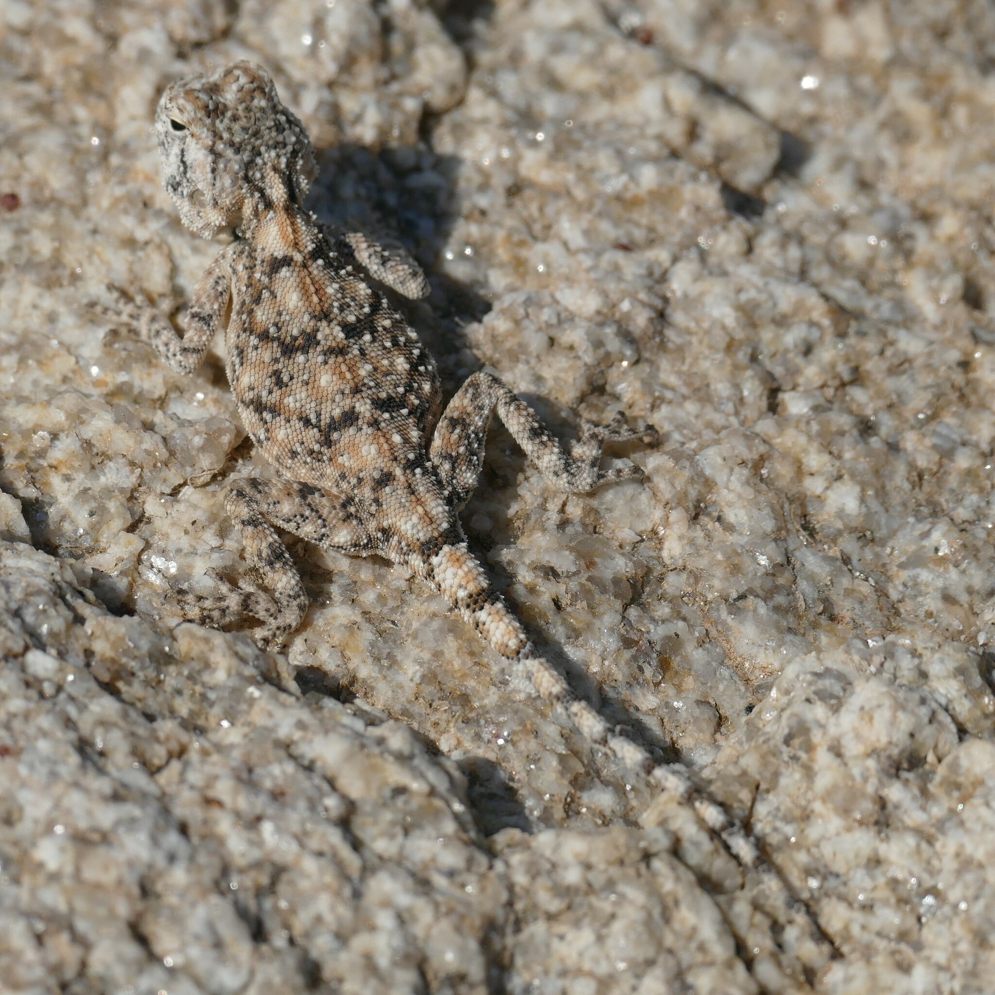 Agama anchietae Bocage, 1896