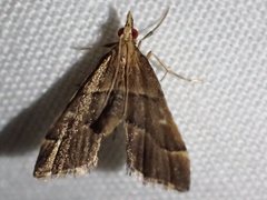 Diplopseustis prophetica