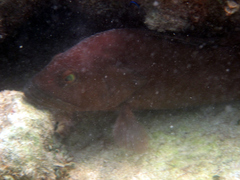 Epinephelus morio