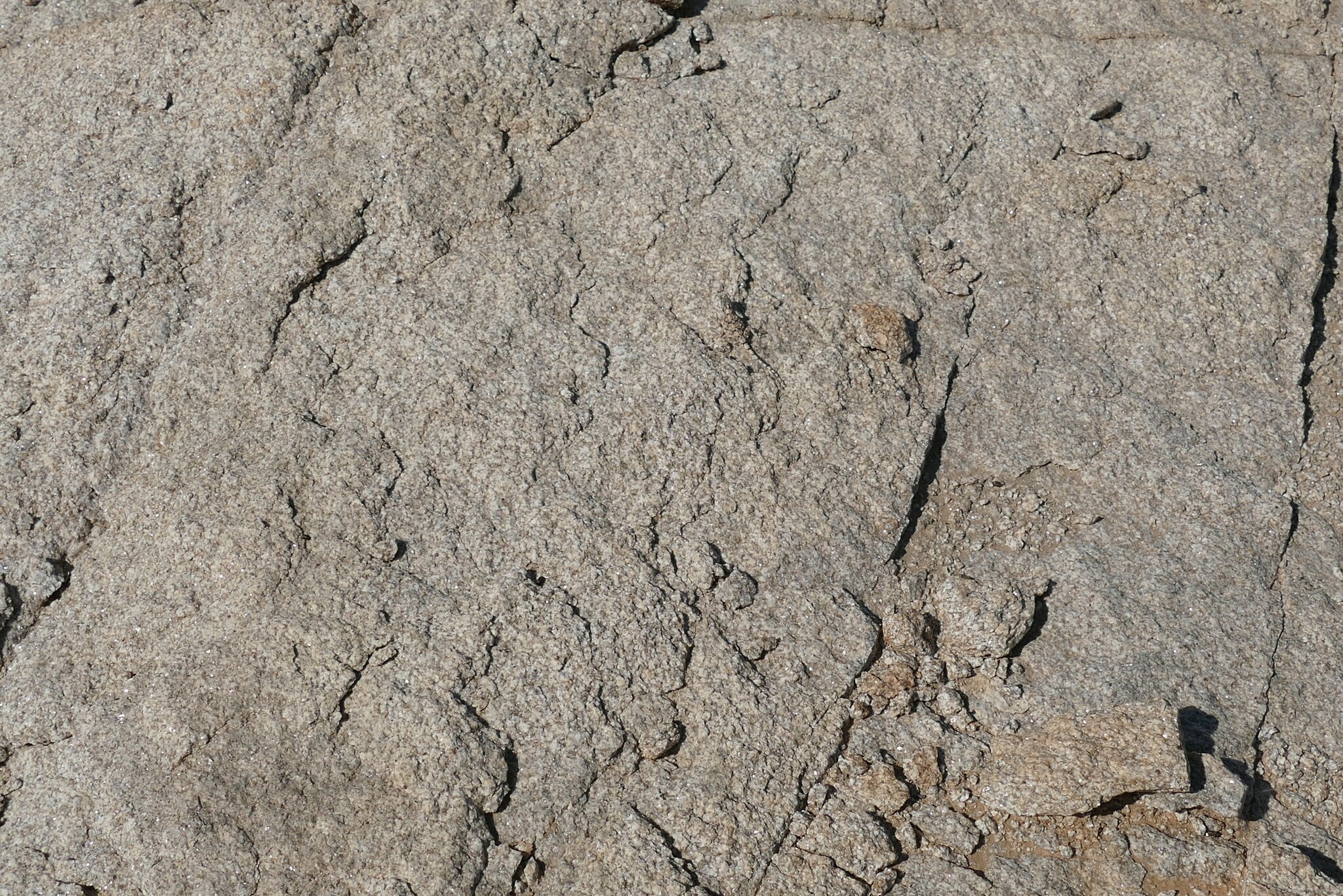 Agama anchietae Bocage, 1896