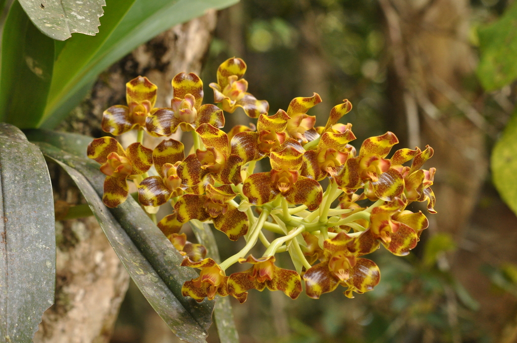 Grammangis ellisii; photograph (c) Josip Skejo, some rights reserved (CC BY)