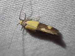 Opogona comptella
