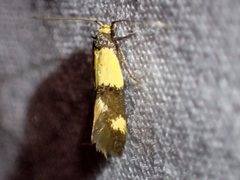 Opogona comptella