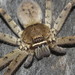 Giant Huntsman Spiders - Photo (c) Juan Cruzado Cortés, some rights reserved (CC BY-SA), uploaded by Juan Cruzado Cortés