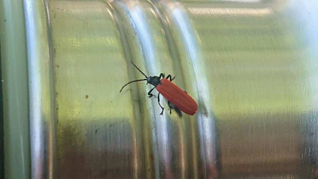 Benibotarus alternatus