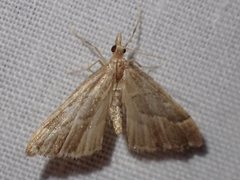 Diplopseustis prophetica
