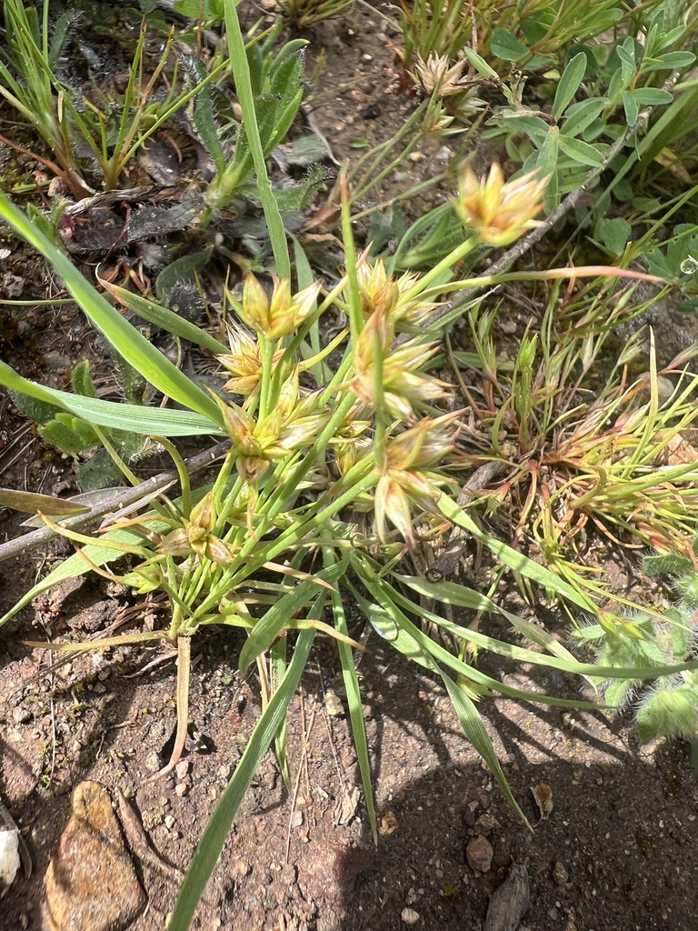dwarf rush