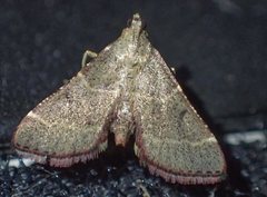 Persicoptera aglaopa