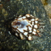 Fingered Limpet - Photo (c) Donna Pomeroy, some rights reserved (CC BY-NC), uploaded by Donna Pomeroy