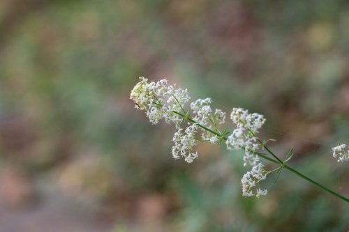 Conforming Bestraw (Galium conforme)