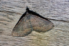 Chrysolarentia trygodes