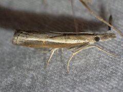 Ptochostola microphaeellus