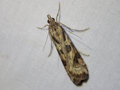 Nomophila corticalis