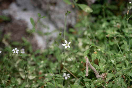 Bent Sandwort (Arenaria deflexa)