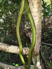 Vanilla madagascariensis