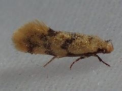 Psaroxantha basilica