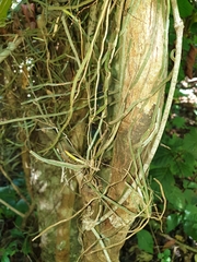 Microcoelia perrieri