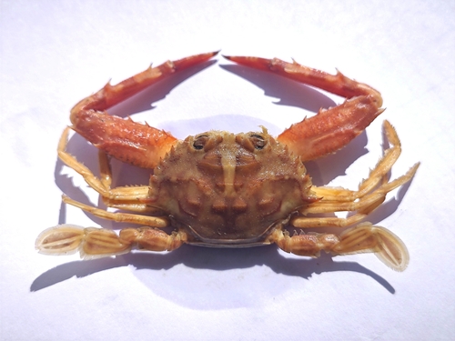 Lupocycloporus gracilimanus observed 2024-06-13