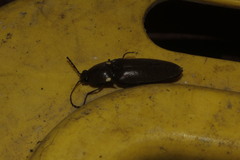 Deilelater mexicanus