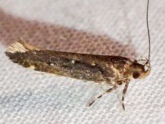 Macrobathra nephelomorpha