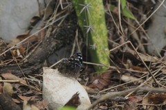 Myscelia ethusa ethusa