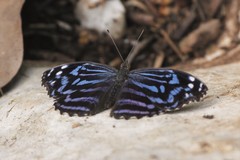 Myscelia ethusa ethusa