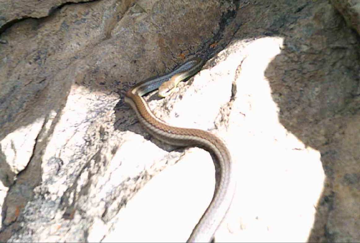 Mastigodryas image