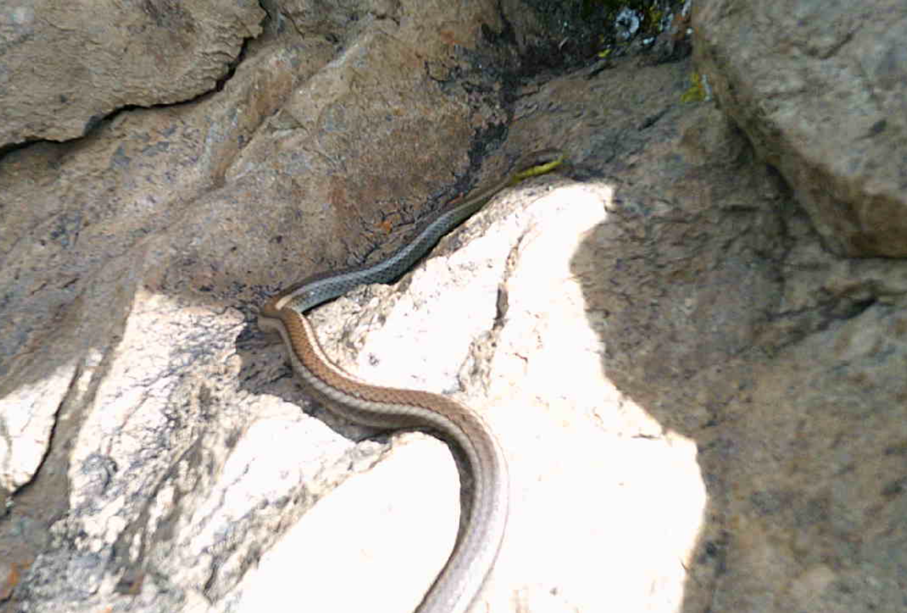 Mastigodryas image