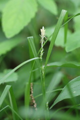 Carex grisea