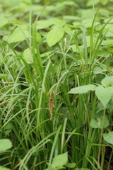 Carex grisea