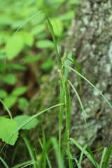 Carex grisea