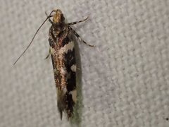 Macrobathra leucopeda